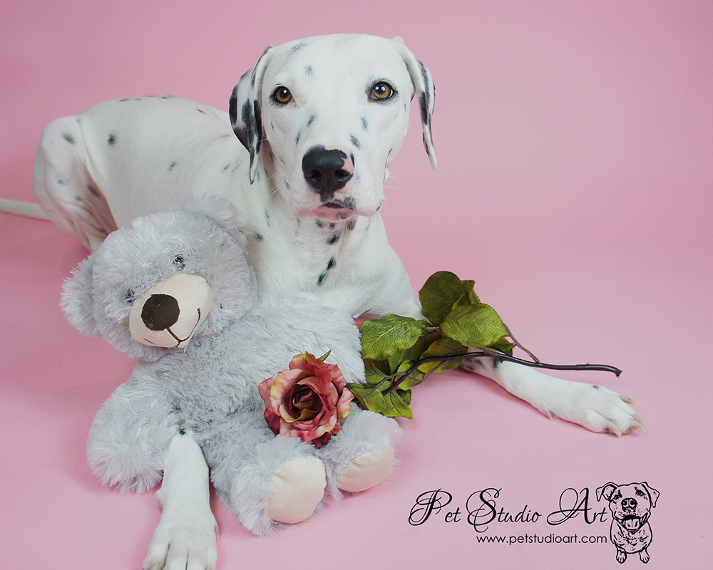 Cute Puppy Valentines Day Wallpapers