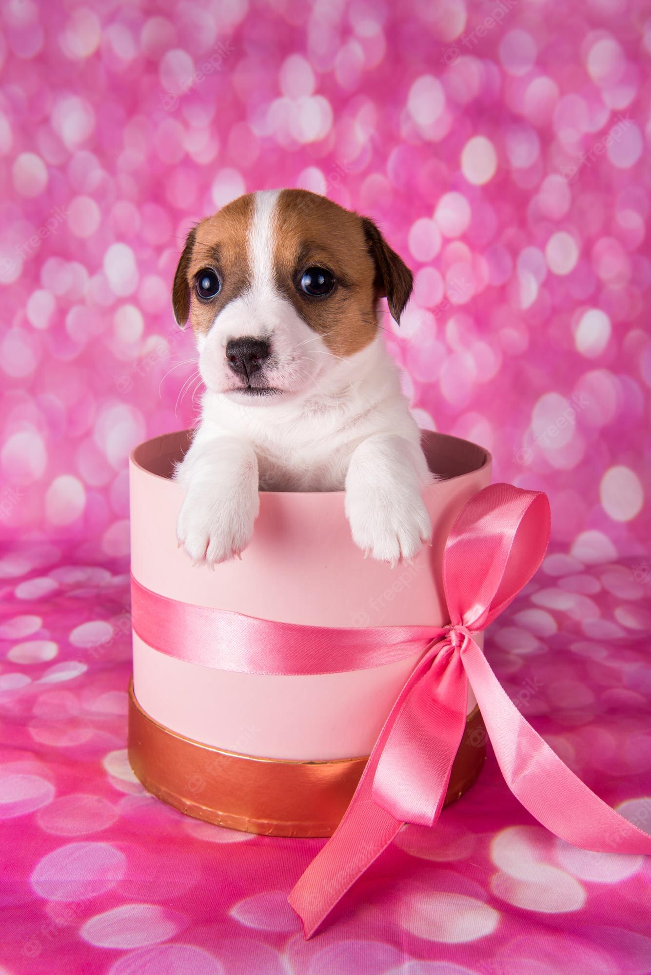 Cute Puppy Valentines Day Wallpapers