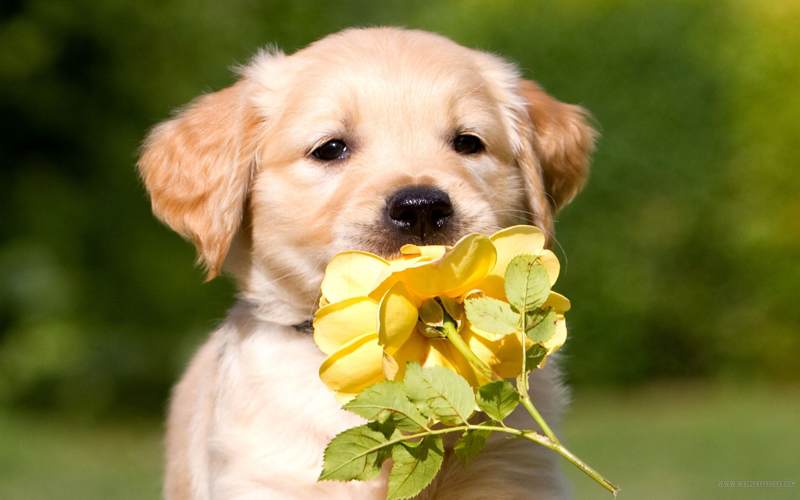 Cute Puppy With Flowers Wallpapers