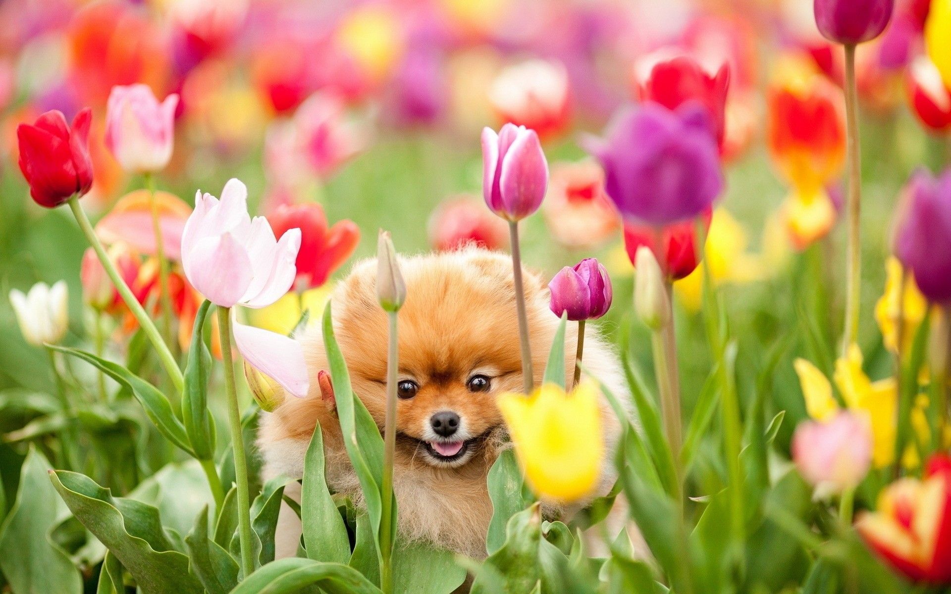 Cute Puppy With Flowers Wallpapers