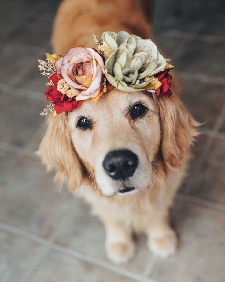 Cute Puppy With Flowers Wallpapers