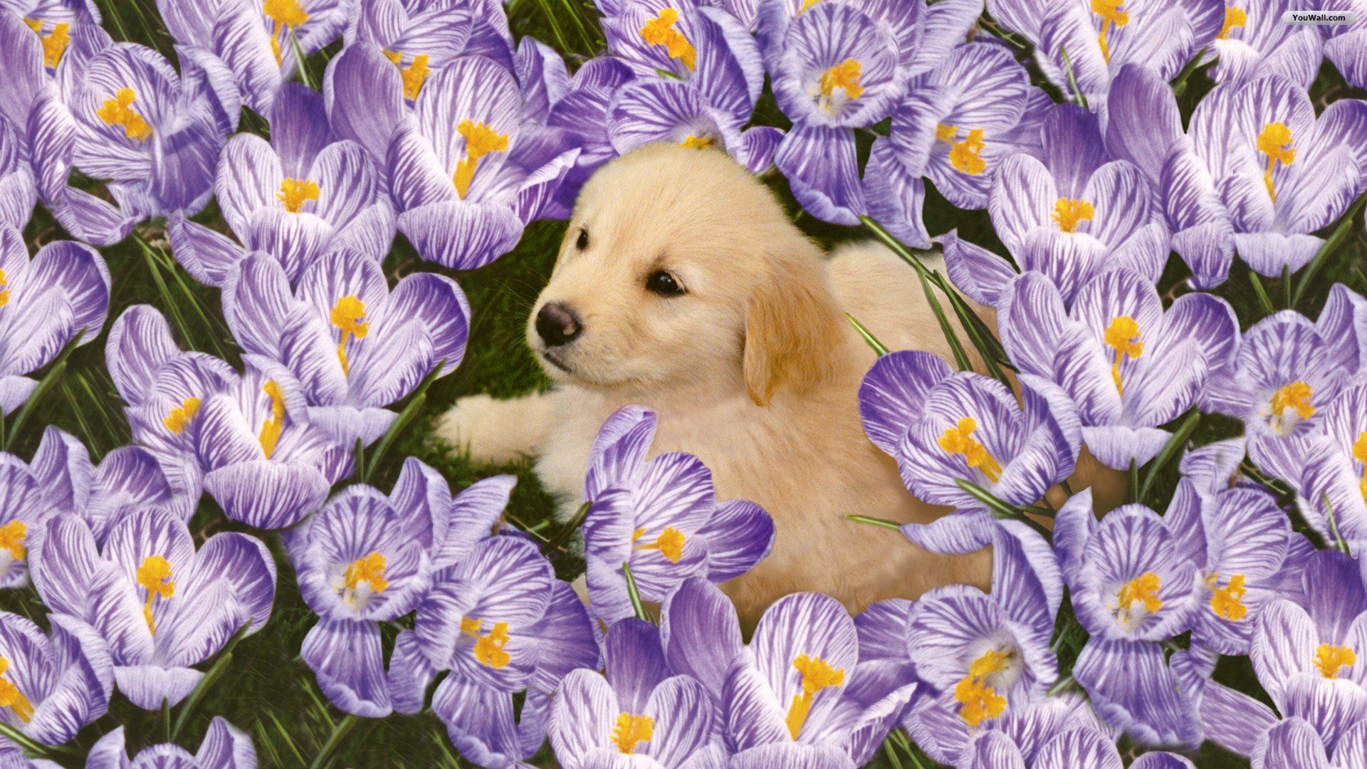 Cute Puppy With Flowers Wallpapers
