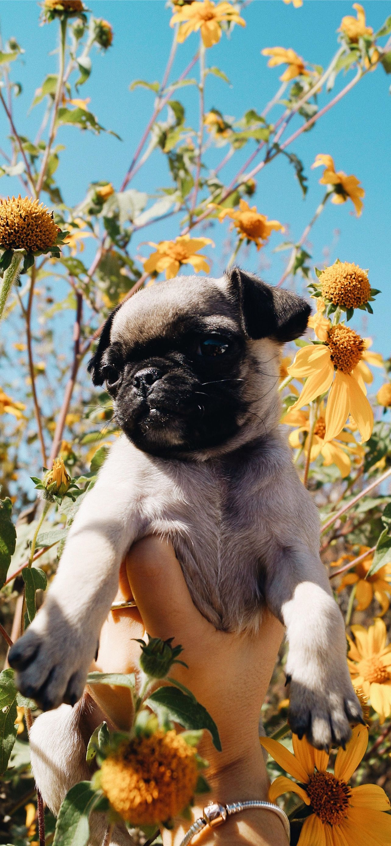 Cute Puppy With Flowers Wallpapers