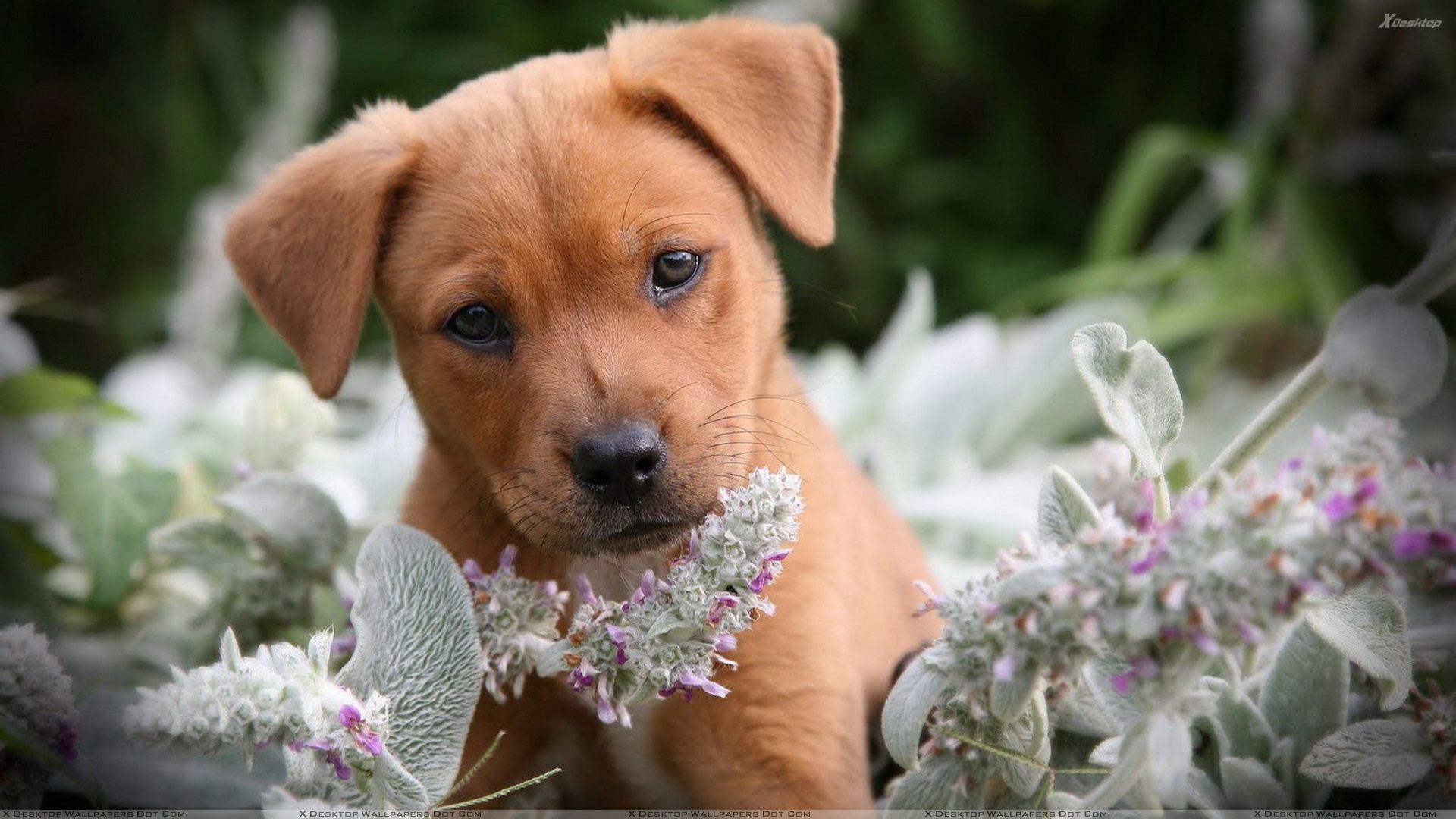 Cute Puppy With Flowers Wallpapers