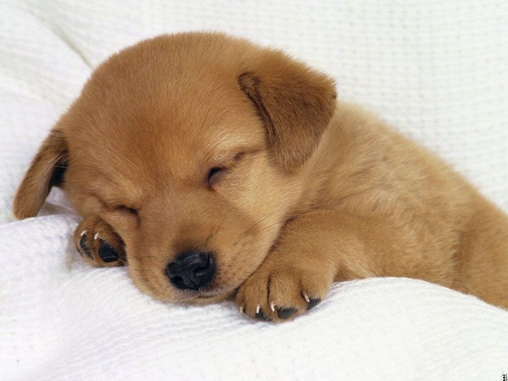 Cute Sleep Wallpapers