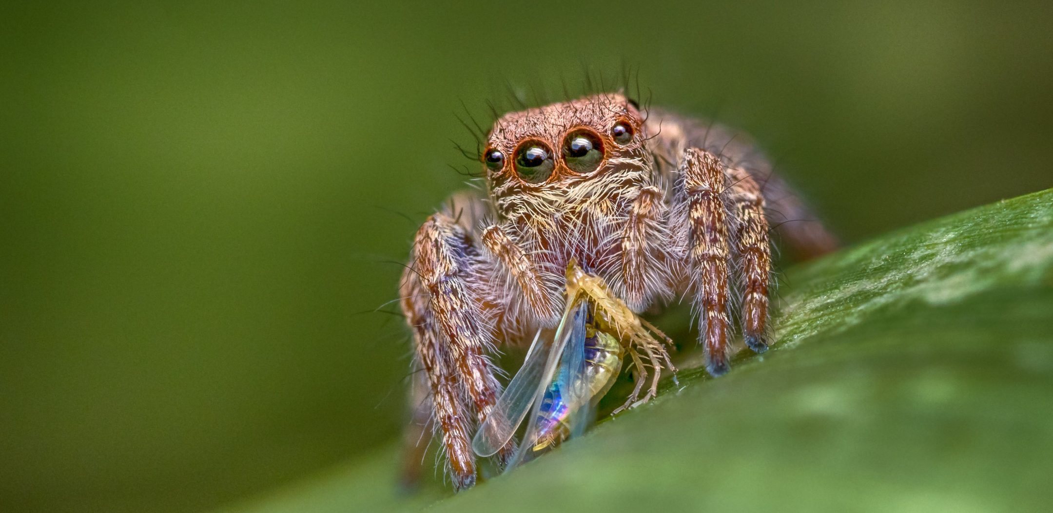 Cute Spider Eyes Wallpapers