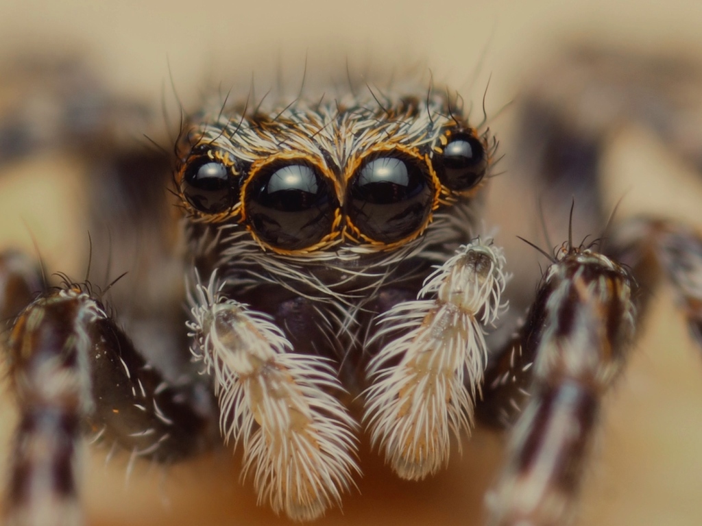 Cute Spider Eyes Wallpapers