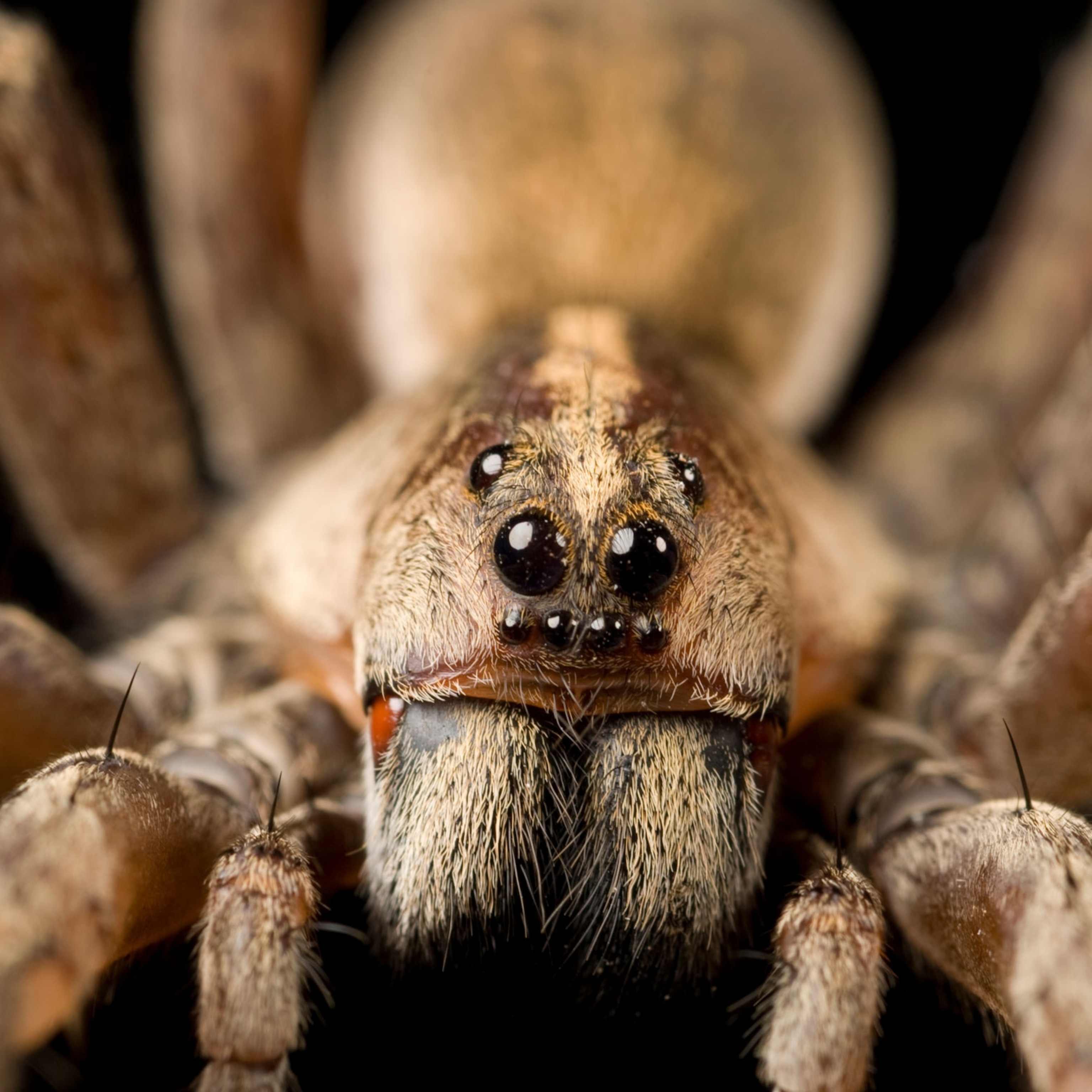 Cute Spider Eyes Wallpapers