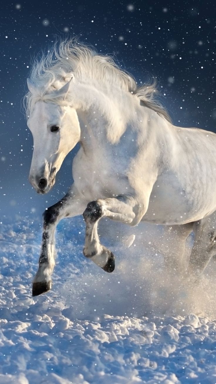 Cute White Horse Wallpapers