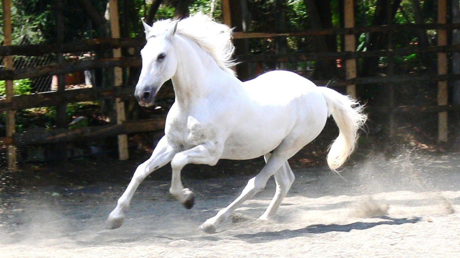 Cute White Horse Wallpapers