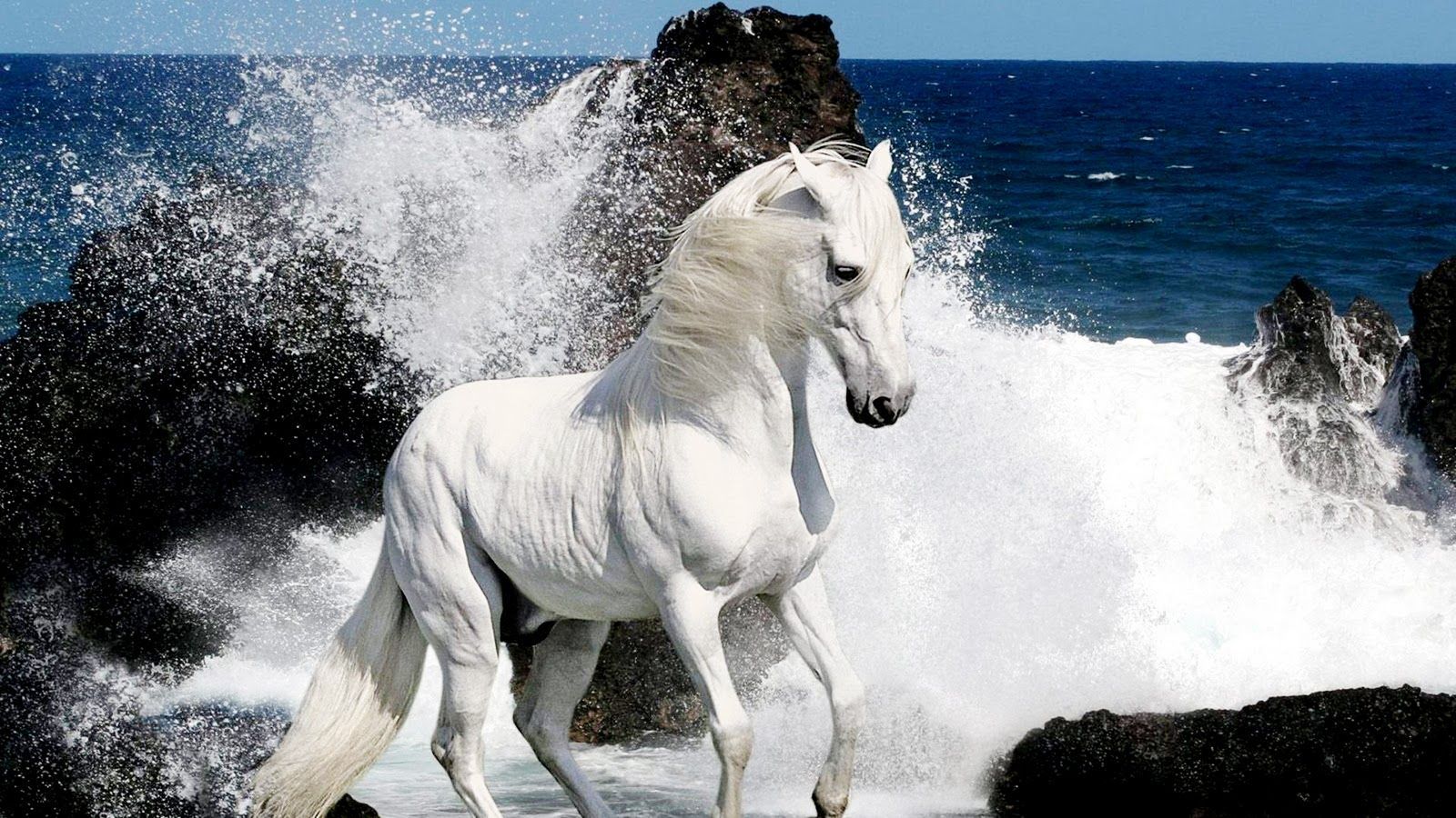 Cute White Horse Wallpapers