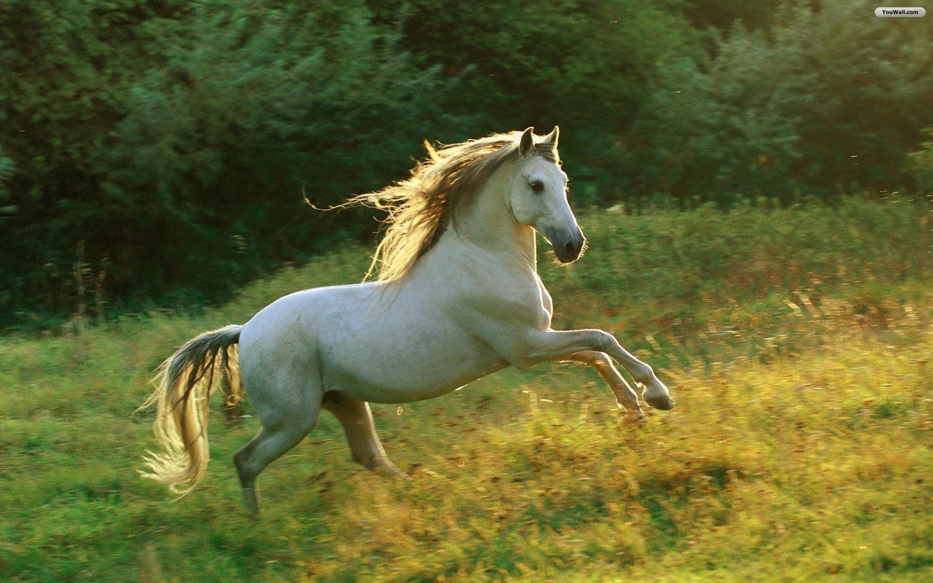 Cute White Horse Wallpapers