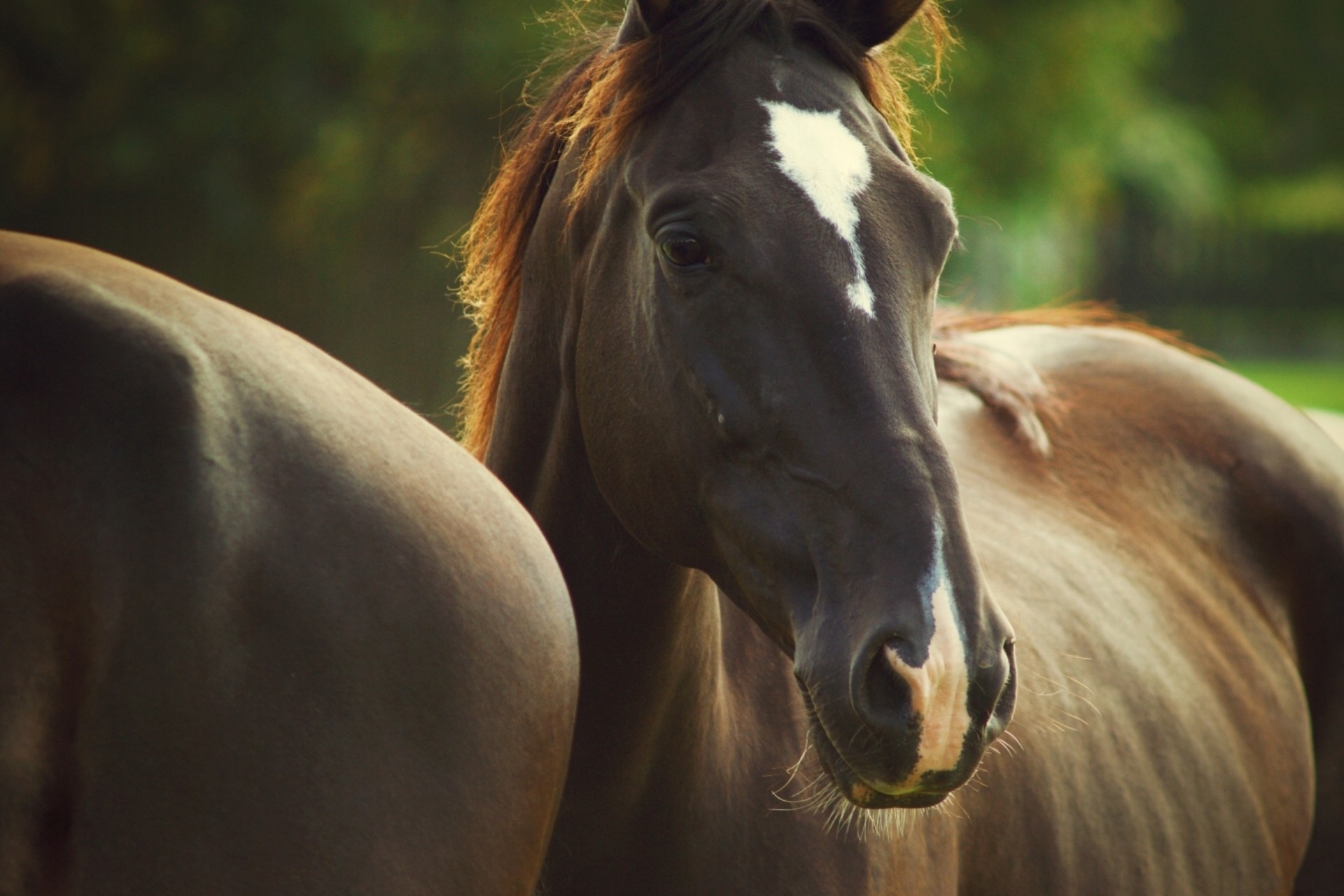 Cute White Horse Wallpapers