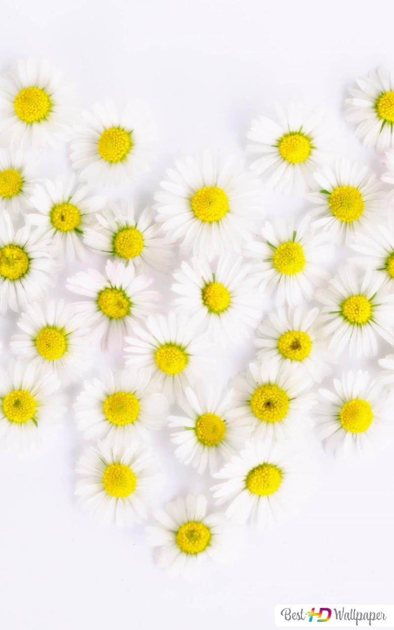 Cute Yellow Daisy Wallpapers