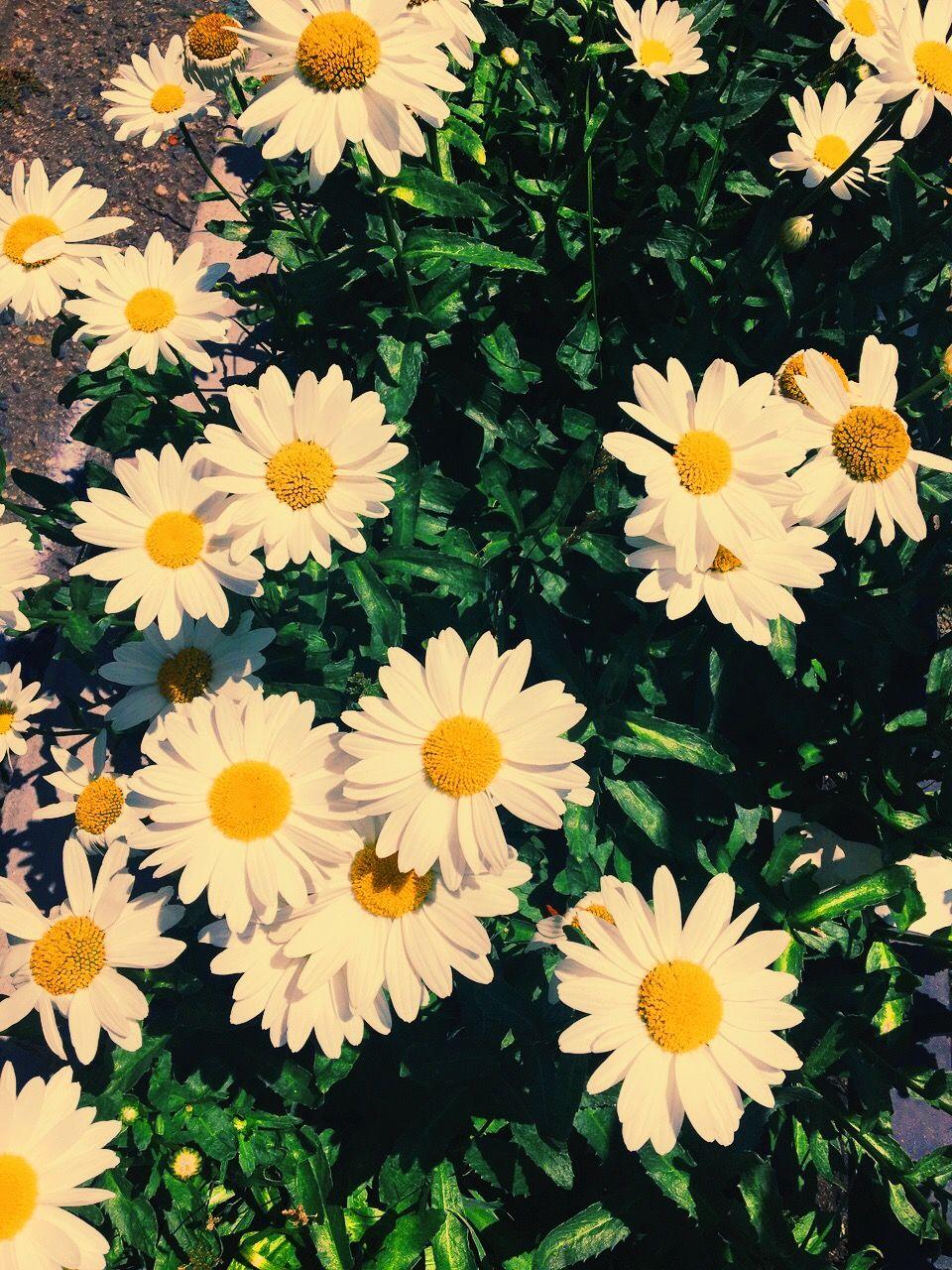 Cute Yellow Daisy Wallpapers