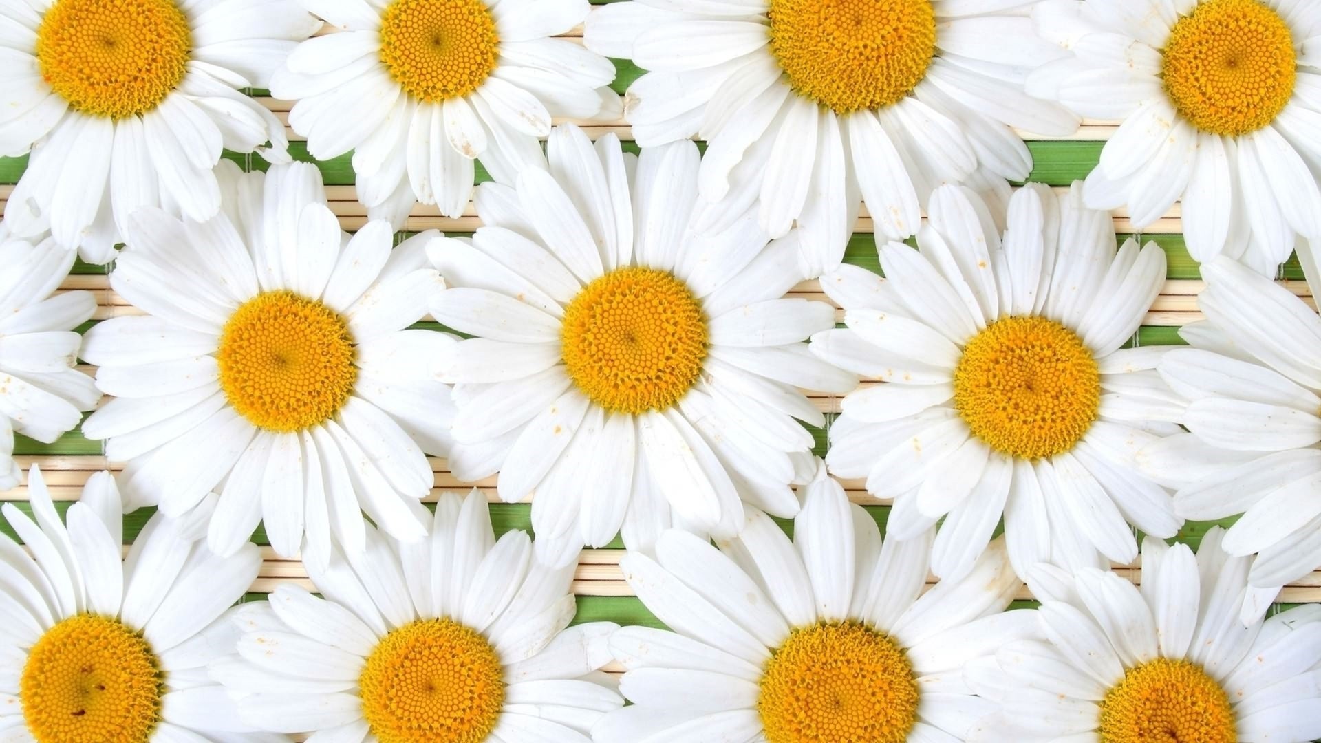 Cute Yellow Daisy Wallpapers