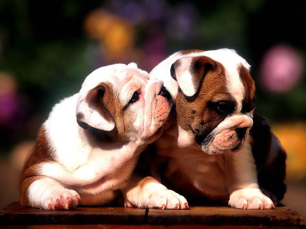 Cutest Baby Bulldog Wallpapers