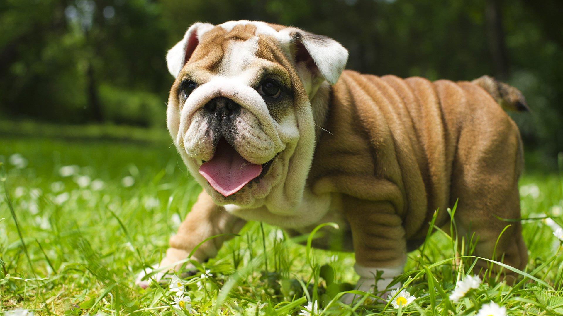 Cutest Baby Bulldog Wallpapers