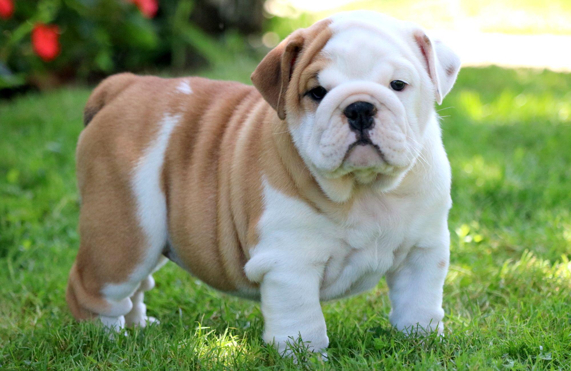 Cutest Baby Bulldog Wallpapers