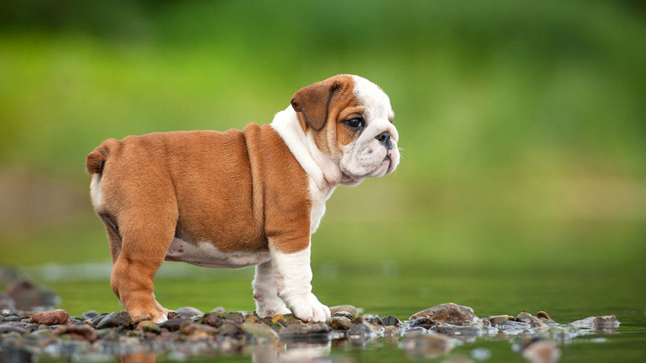 Cutest Baby Bulldog Wallpapers