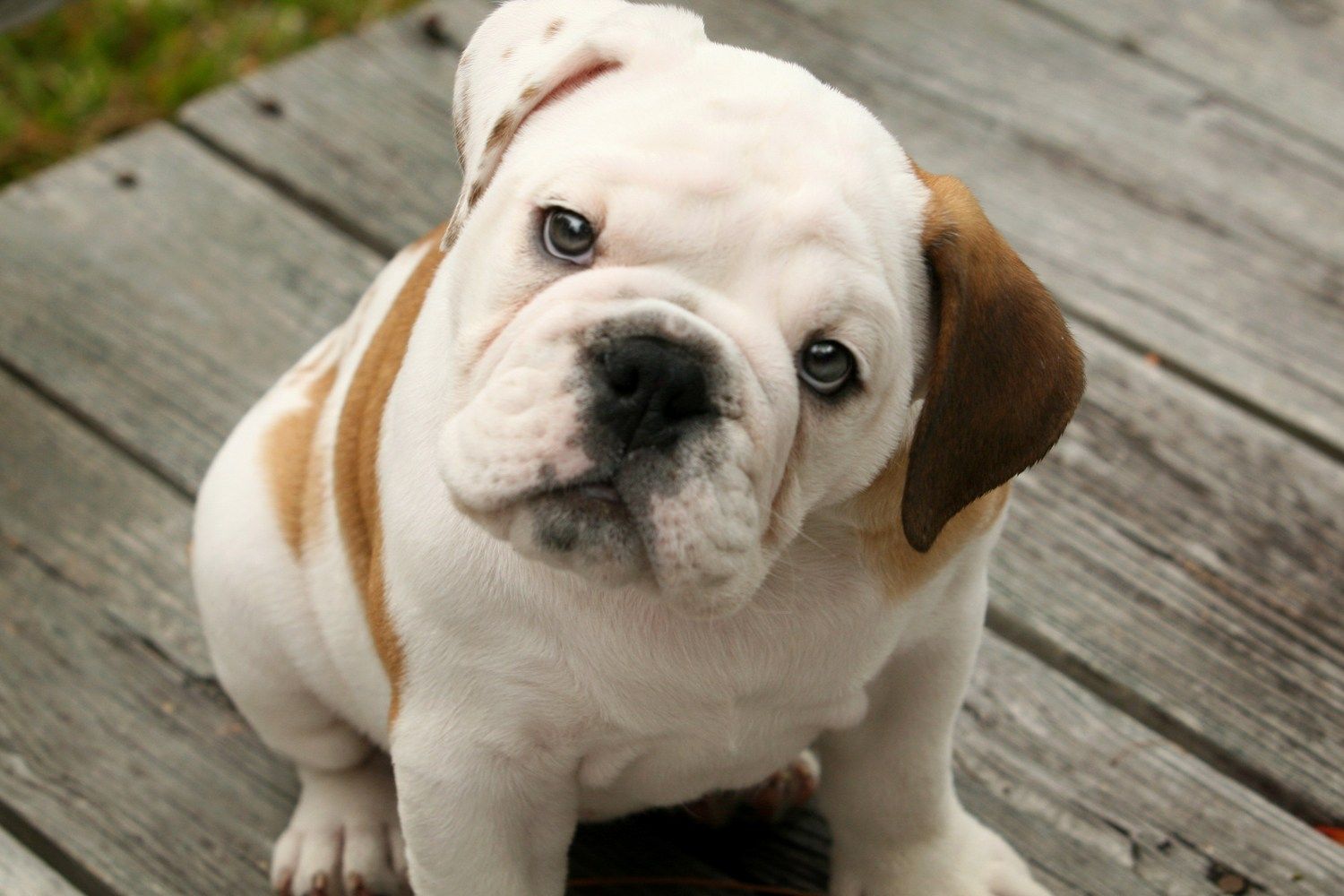 Cutest Baby Bulldog Wallpapers