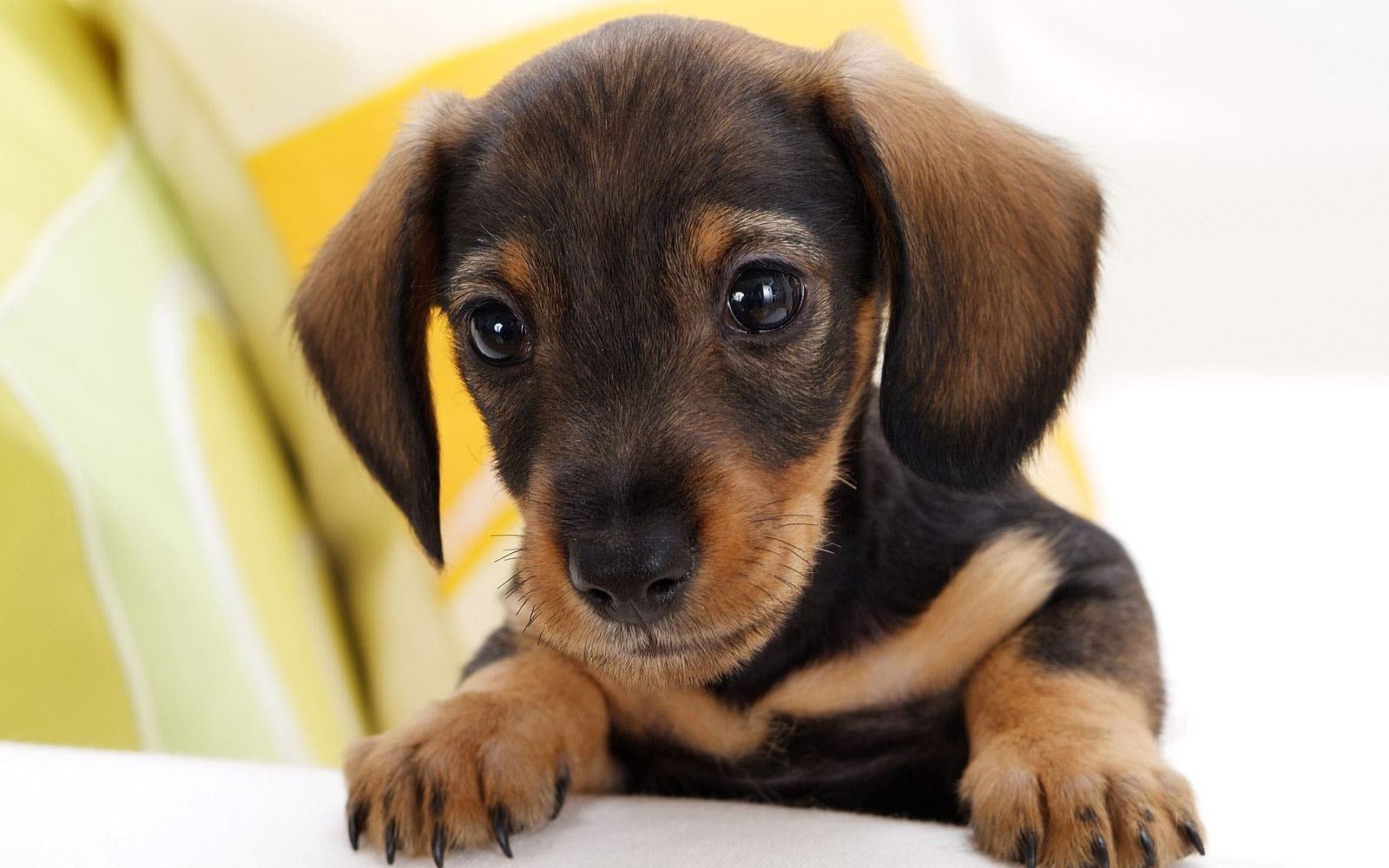 Dachshund Puppies Wallpapers