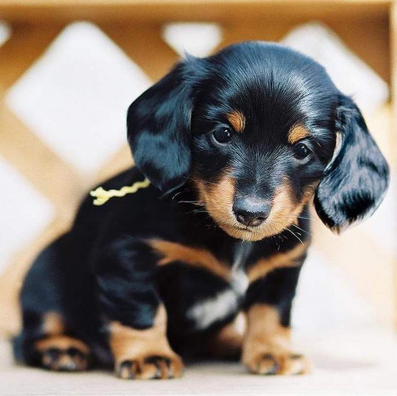 Dachshund Puppies Wallpapers