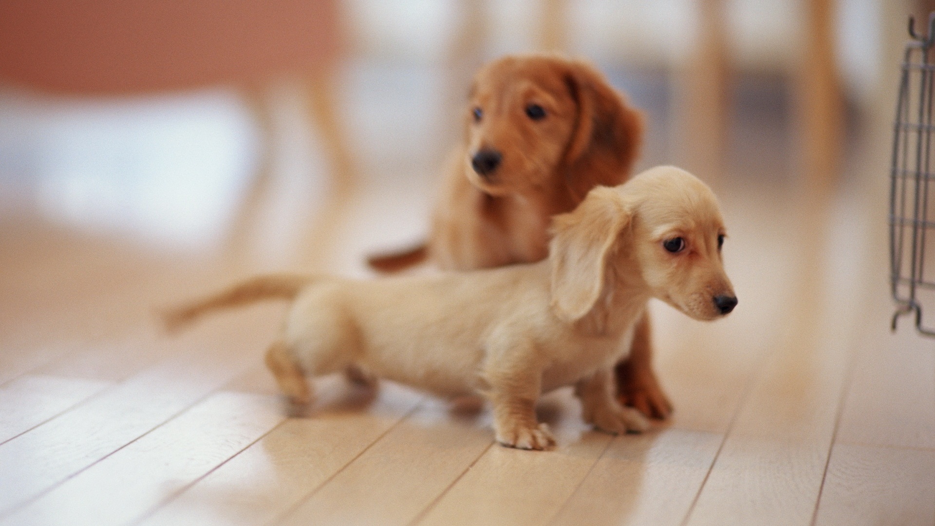 Dachshund Puppies Wallpapers