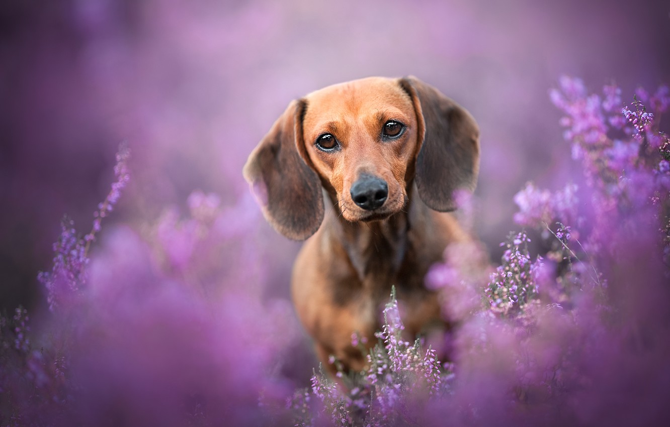 Dachshund Puppies Wallpapers