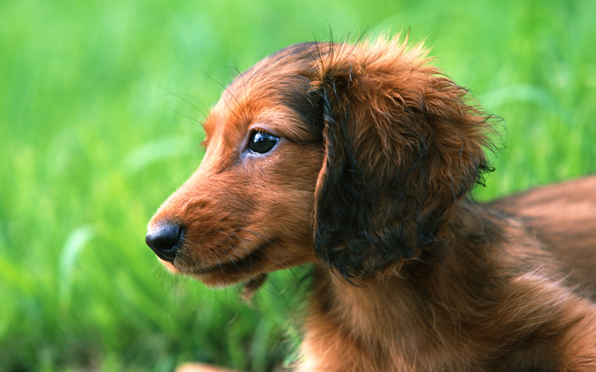 Dachshund Puppies Wallpapers