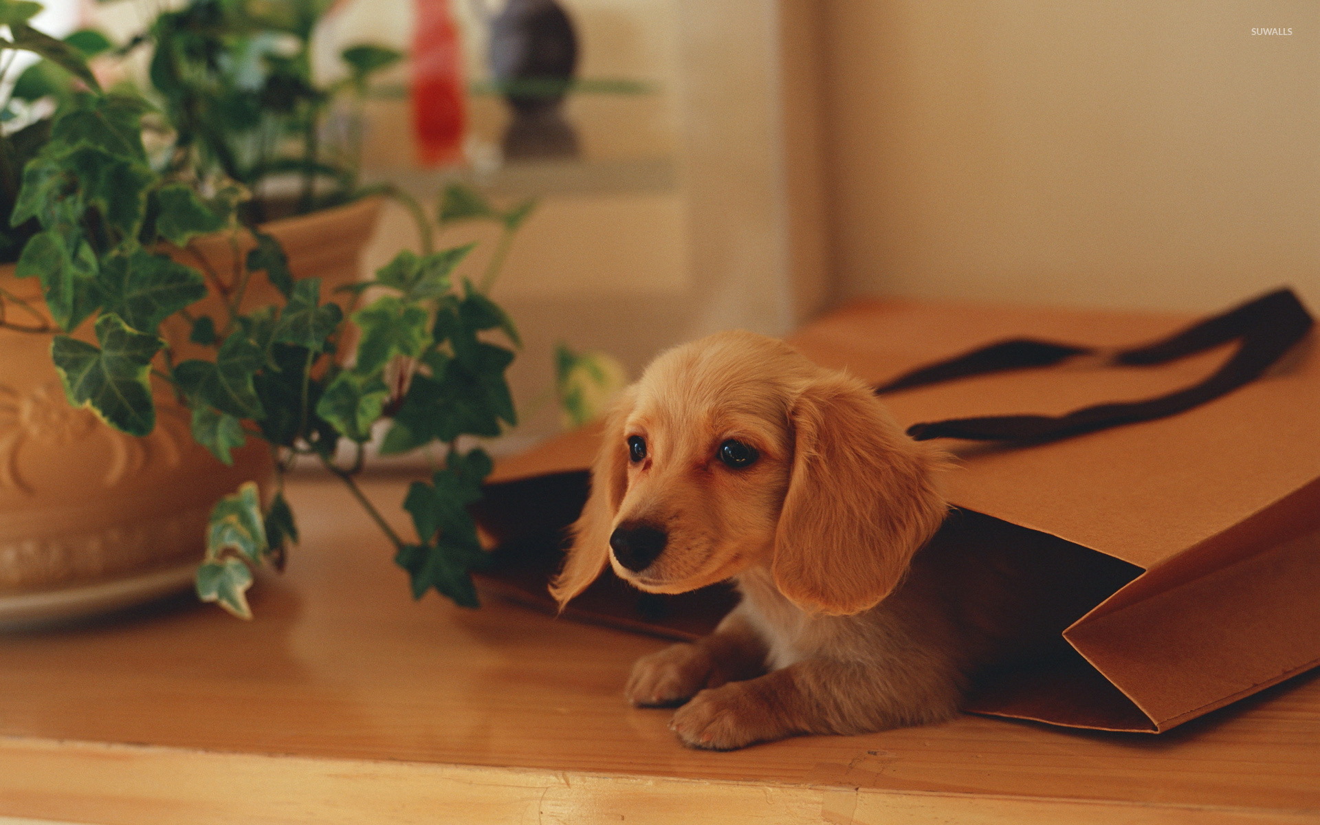 Dachshund Puppies Wallpapers