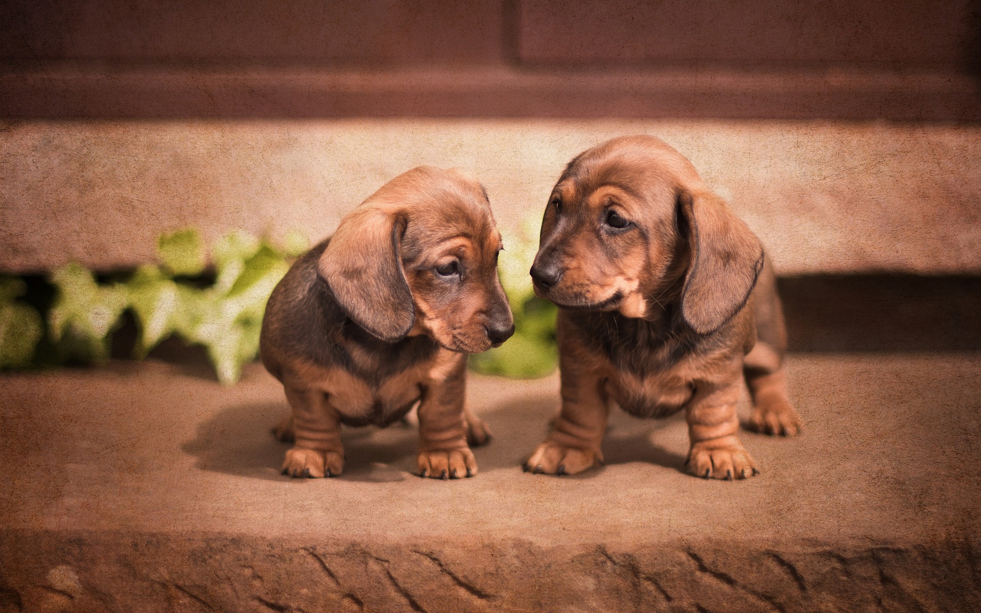 Dachshund Puppies Wallpapers