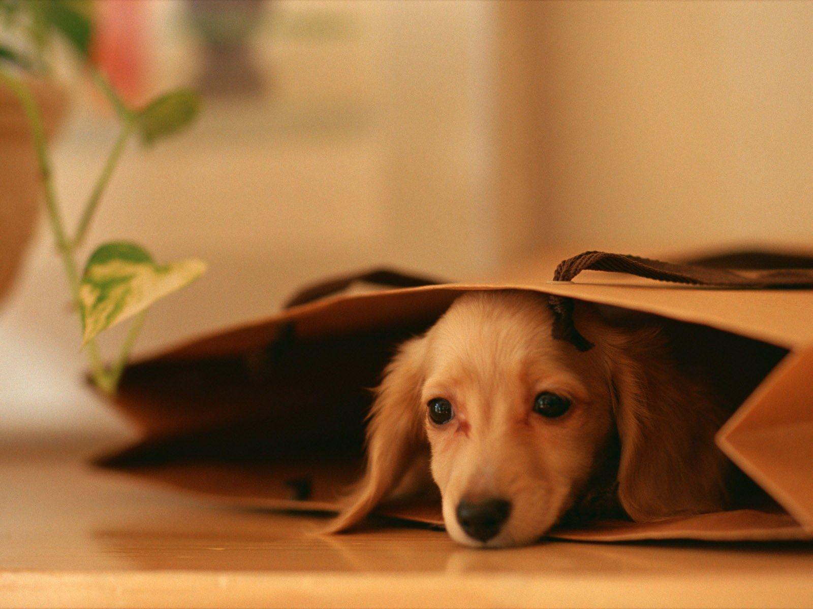 Dachshund Puppies Wallpapers