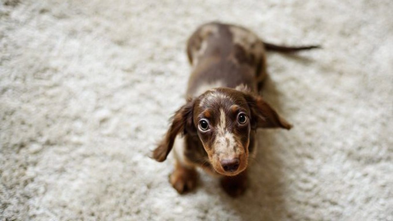 Dachshund Puppies Wallpapers