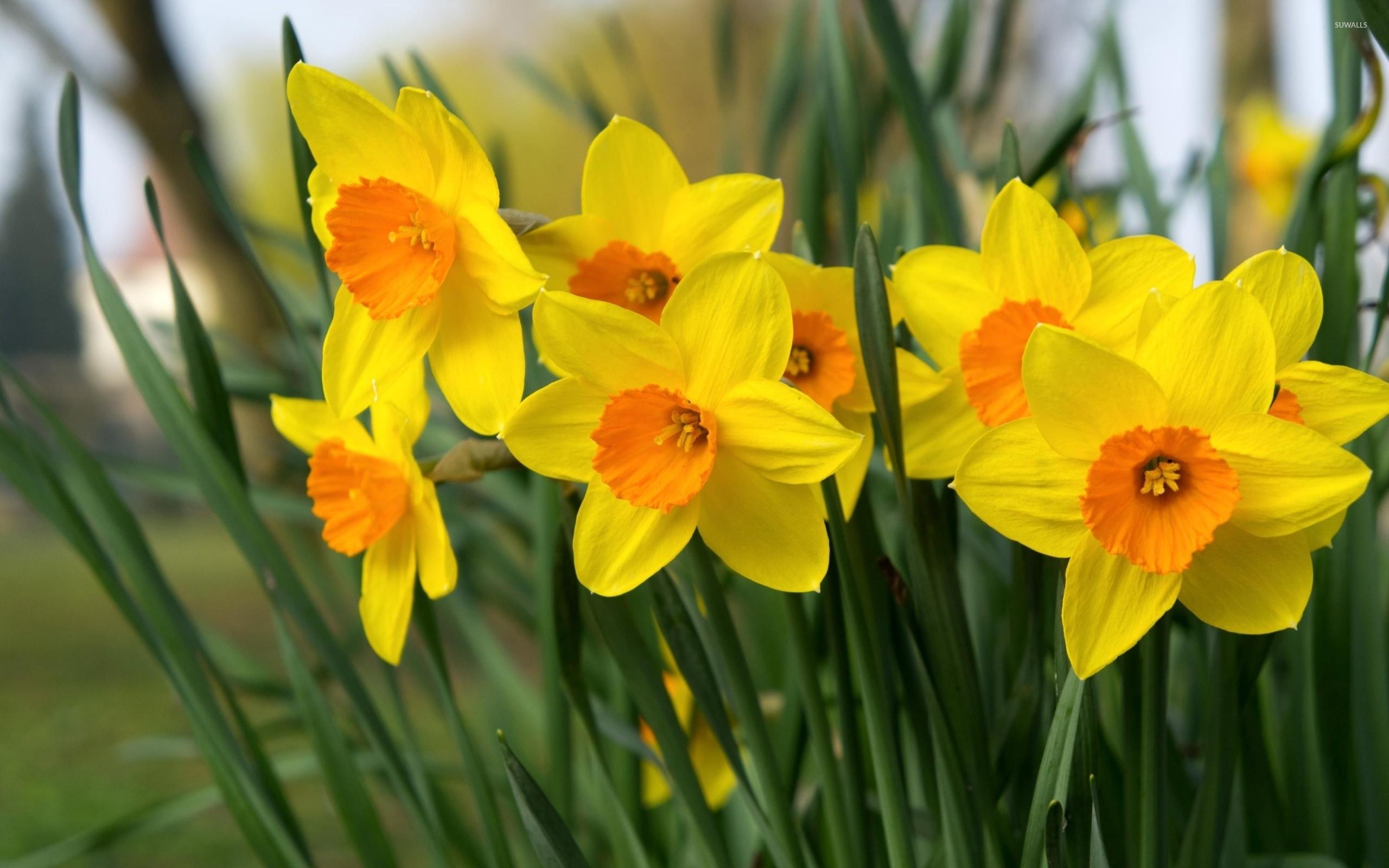 Daffodill Wallpapers