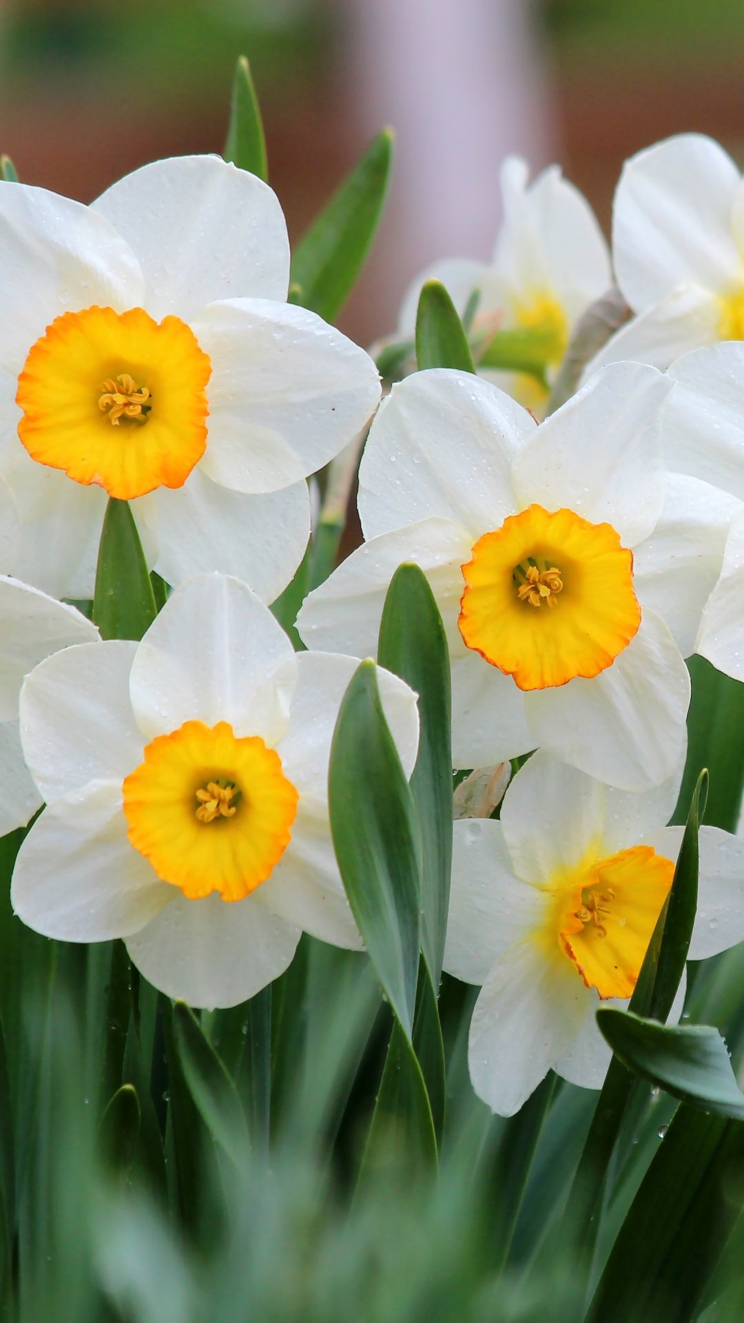 Daffodill Wallpapers