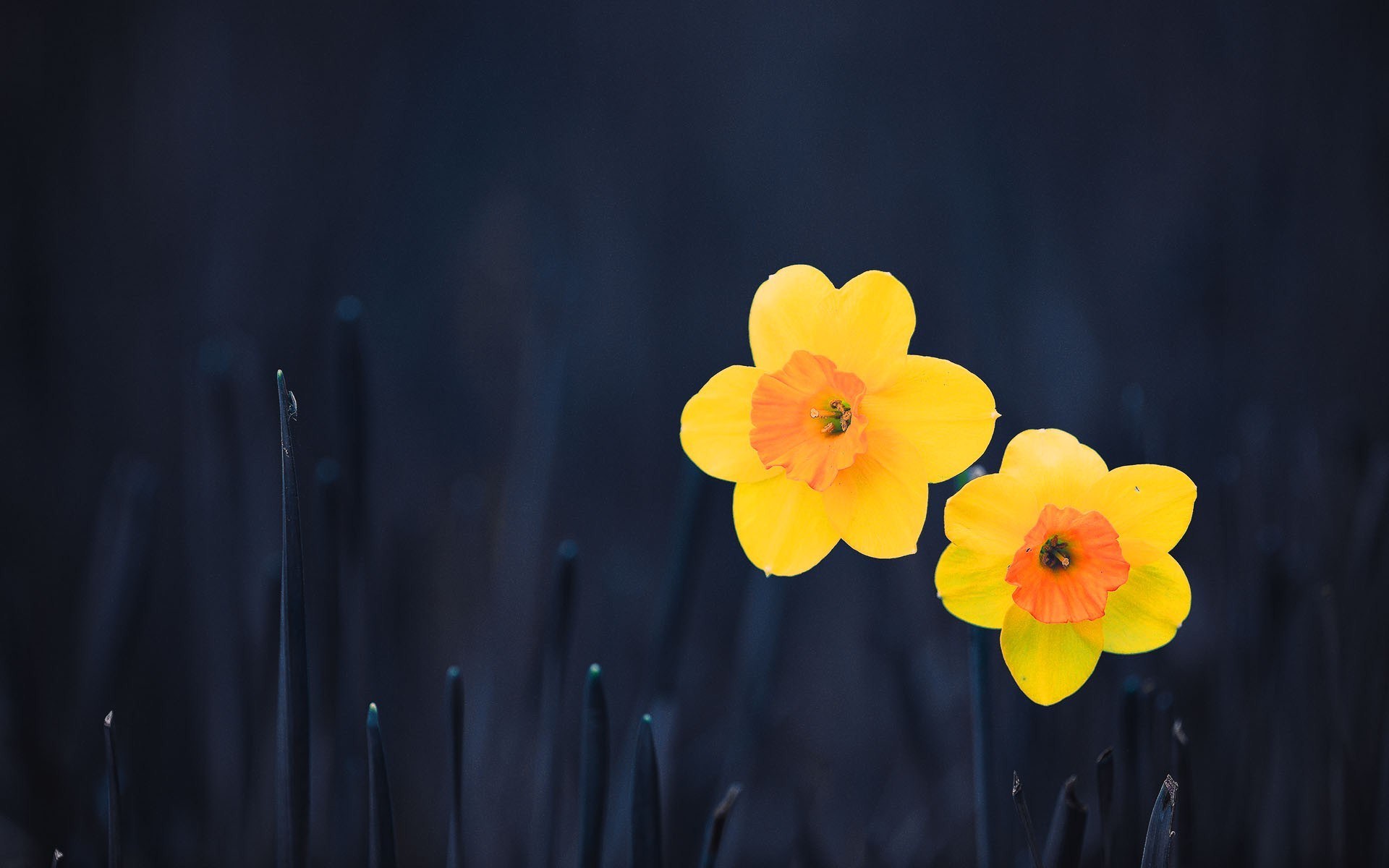 Daffodill Wallpapers