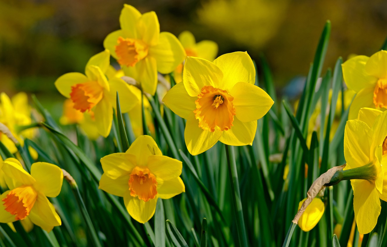 Daffodill Wallpapers