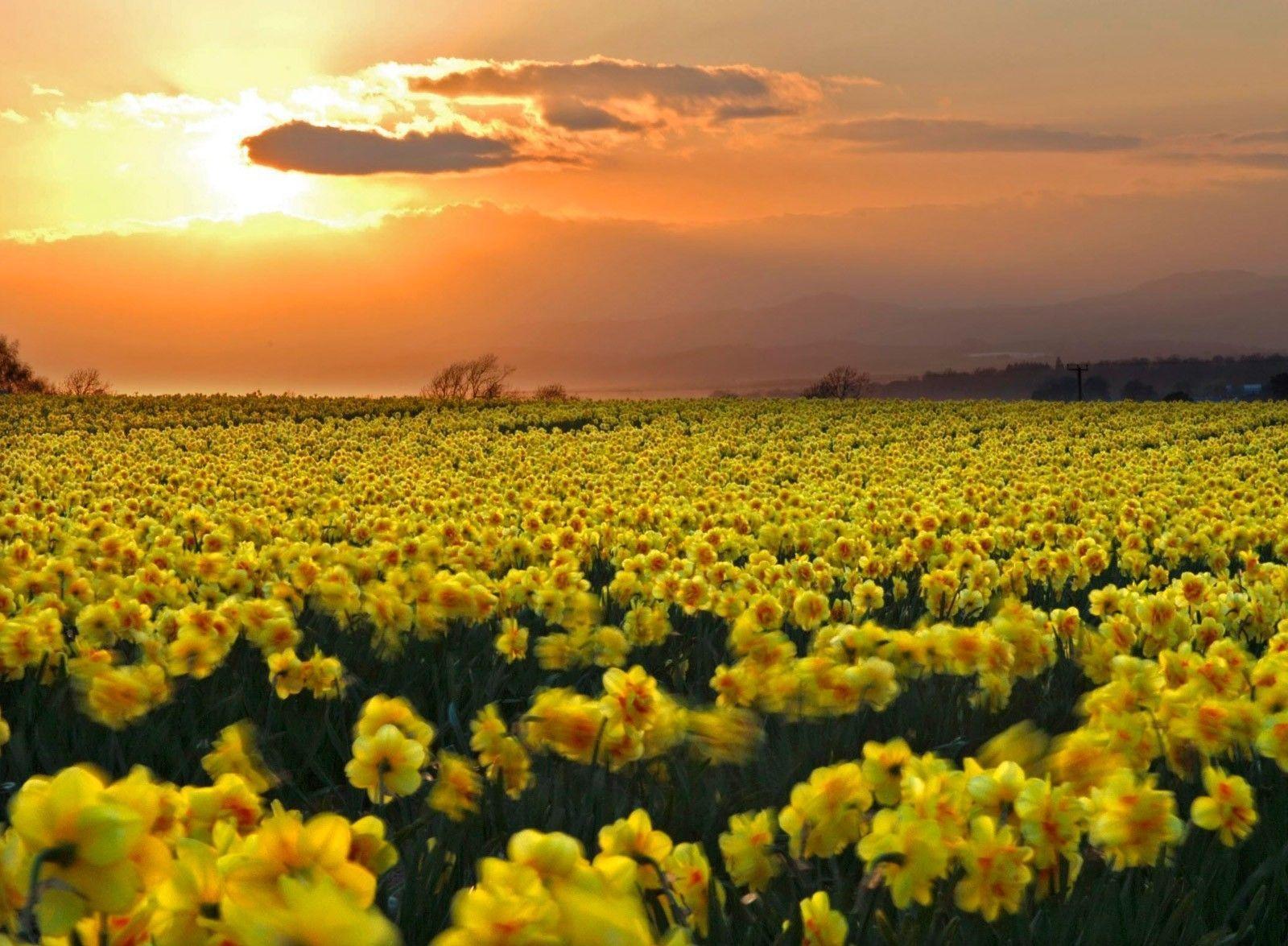 Daffodill Wallpapers