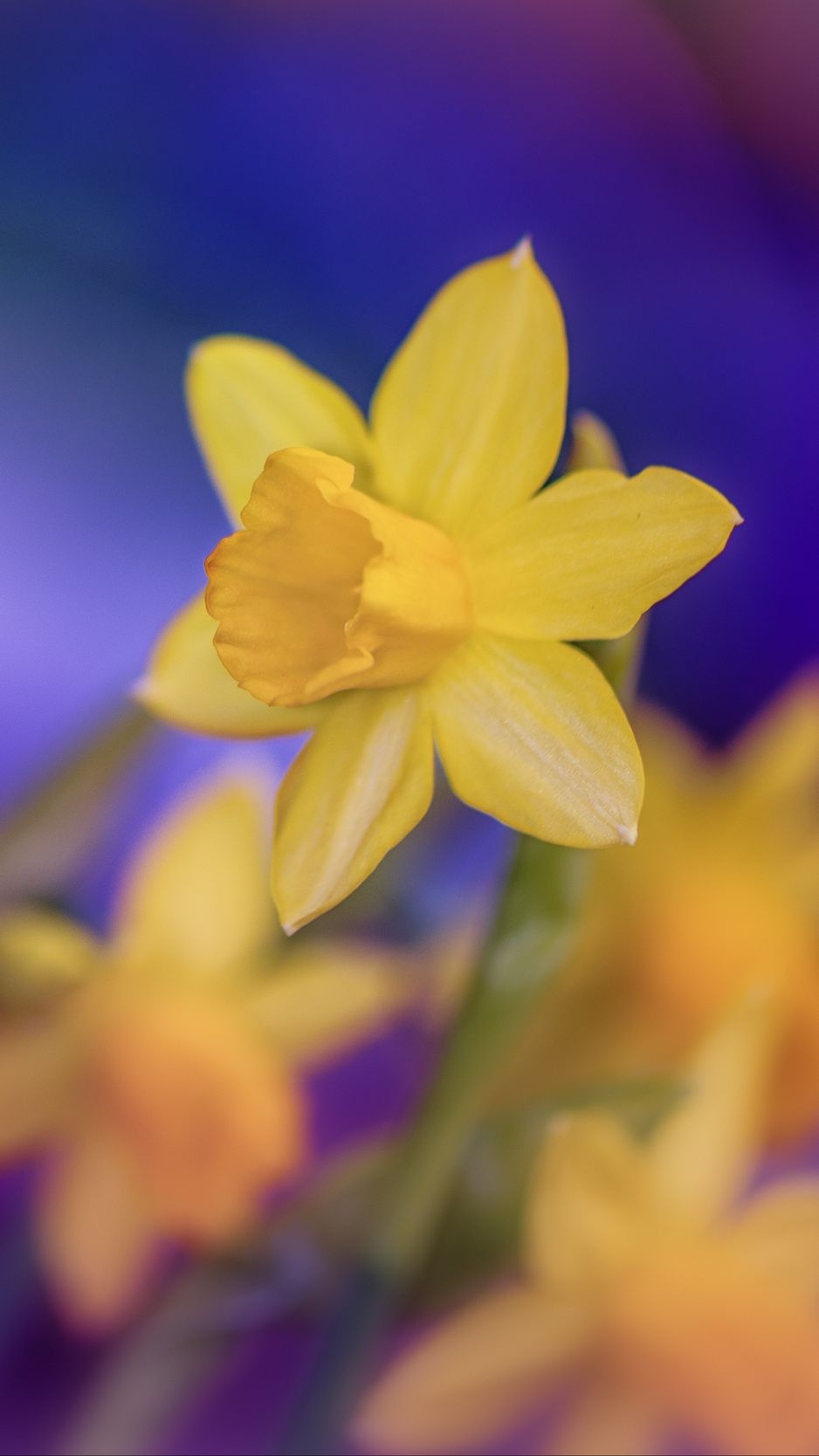 Daffodill Wallpapers