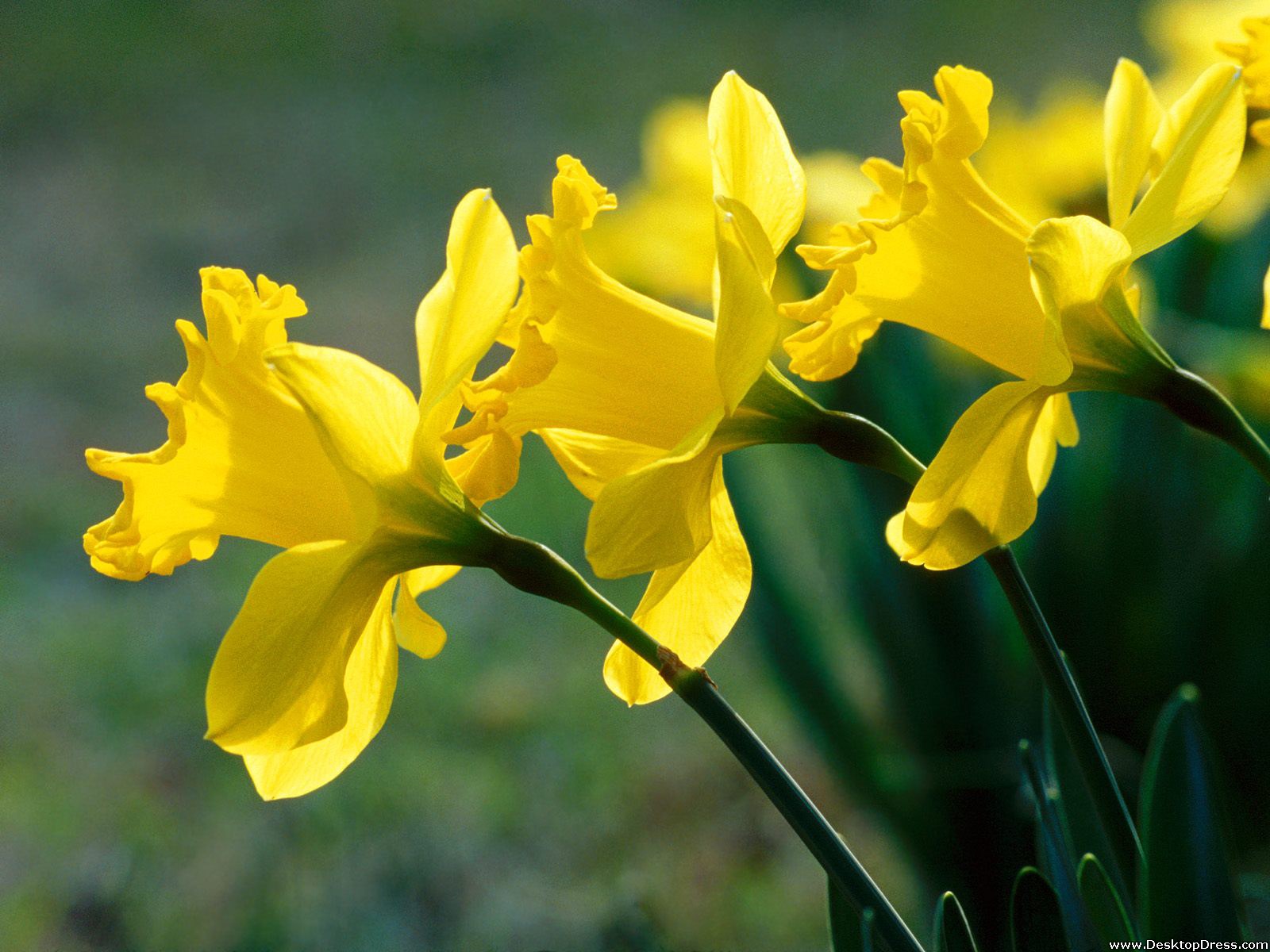 Daffodill Wallpapers