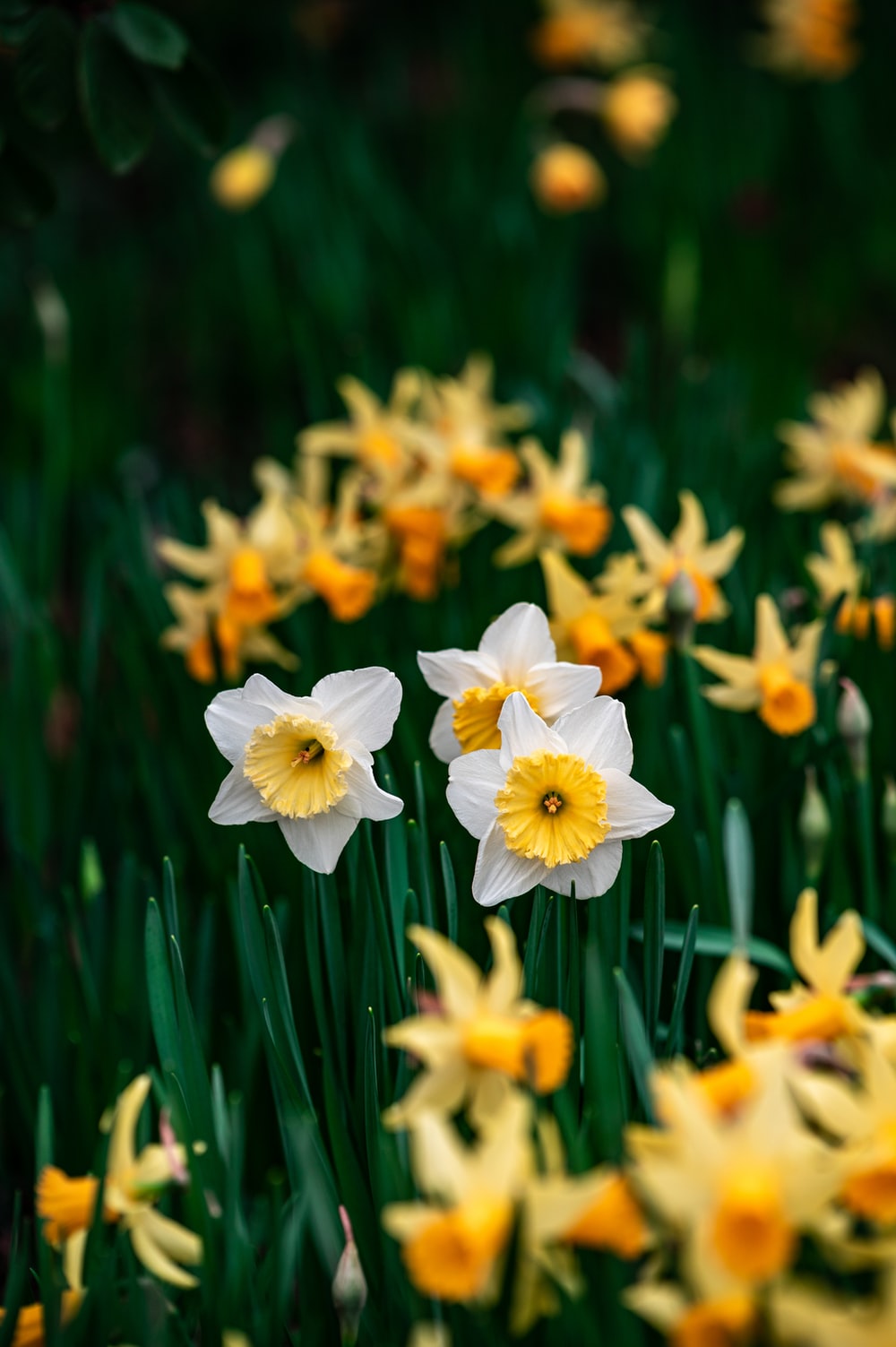 Daffodill Wallpapers