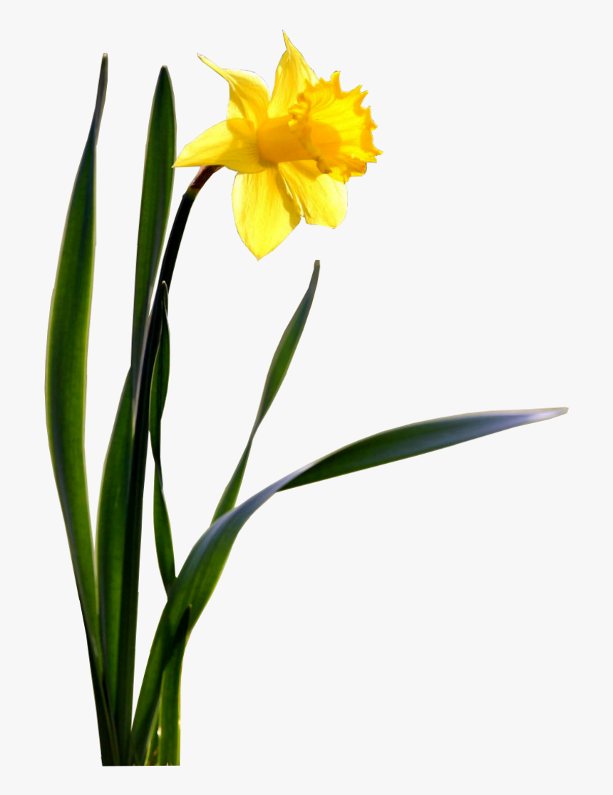 Daffodill Wallpapers