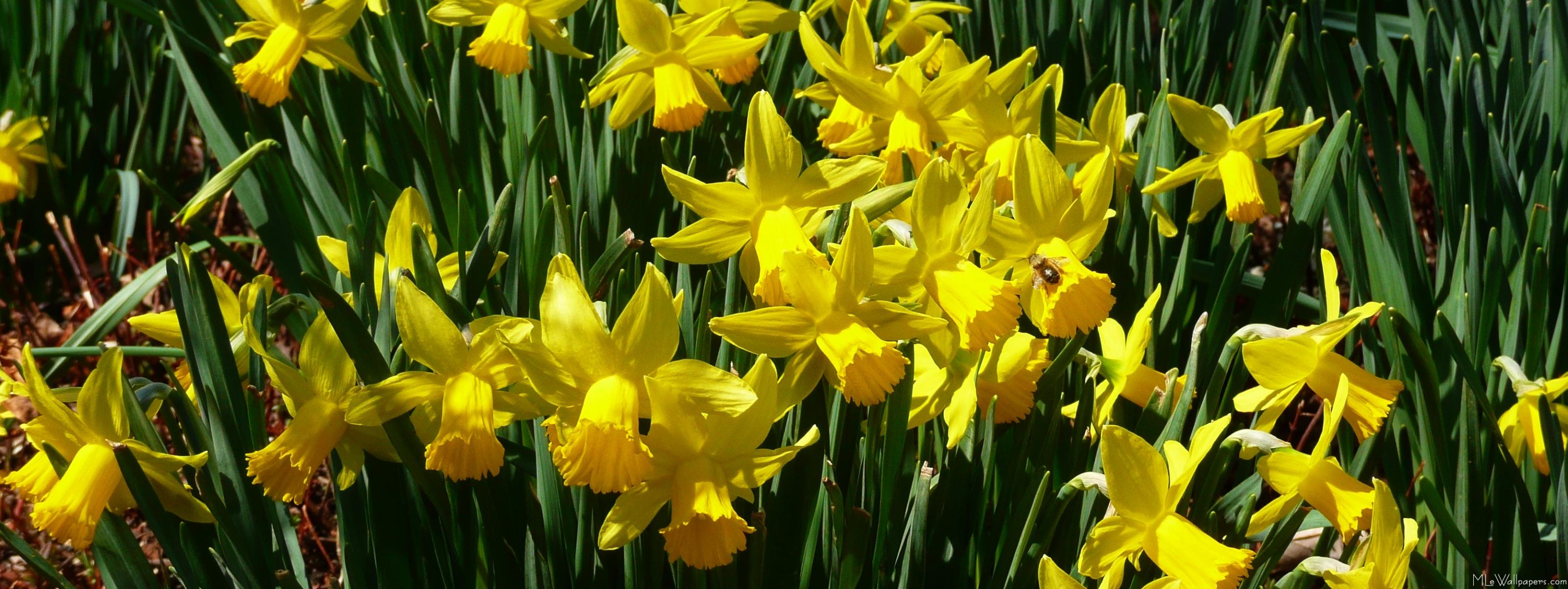 Daffodill Wallpapers