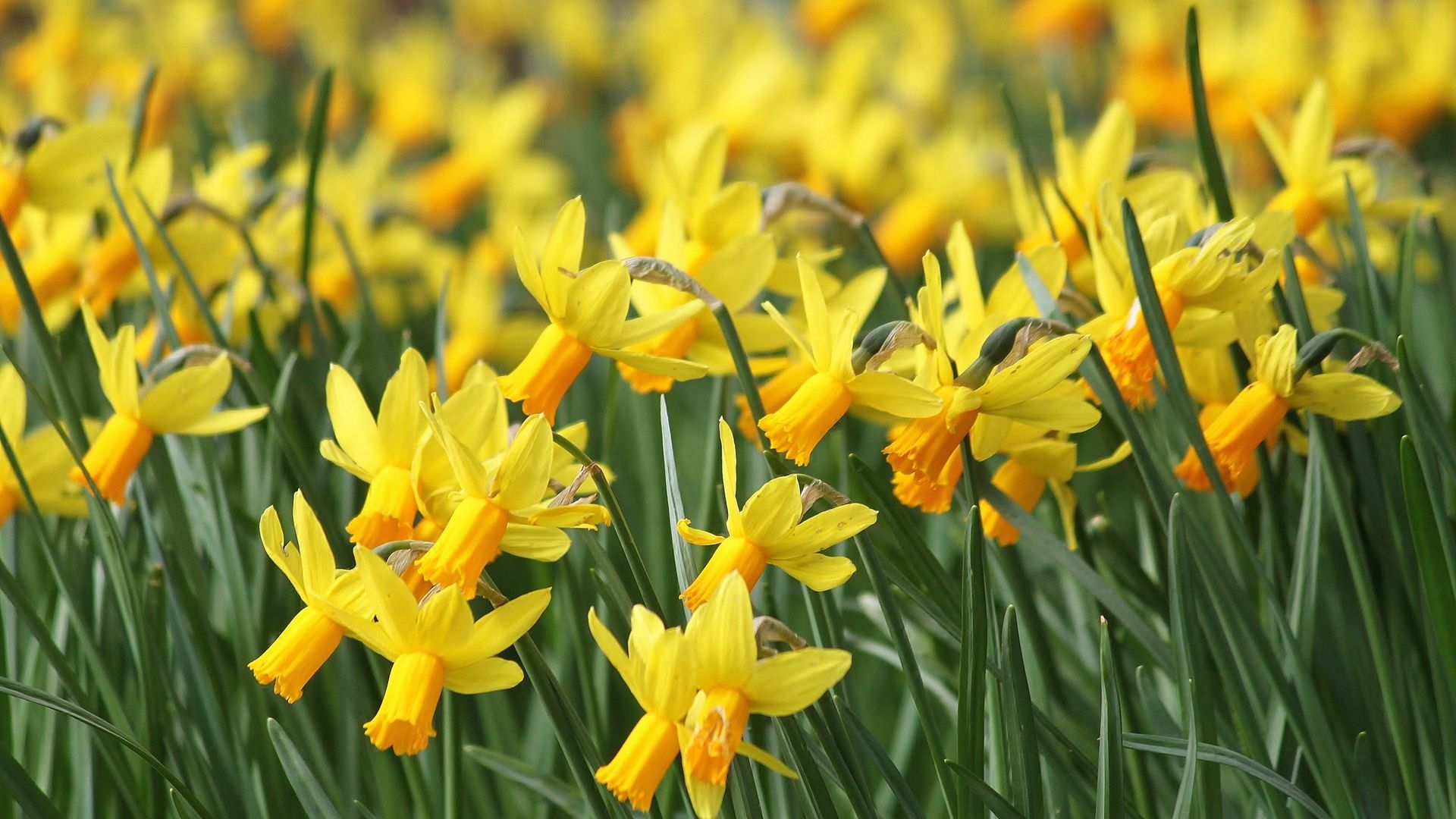 Daffodill Wallpapers