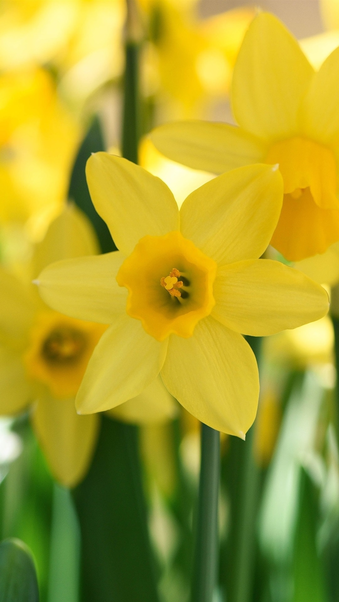 Daffodill Wallpapers