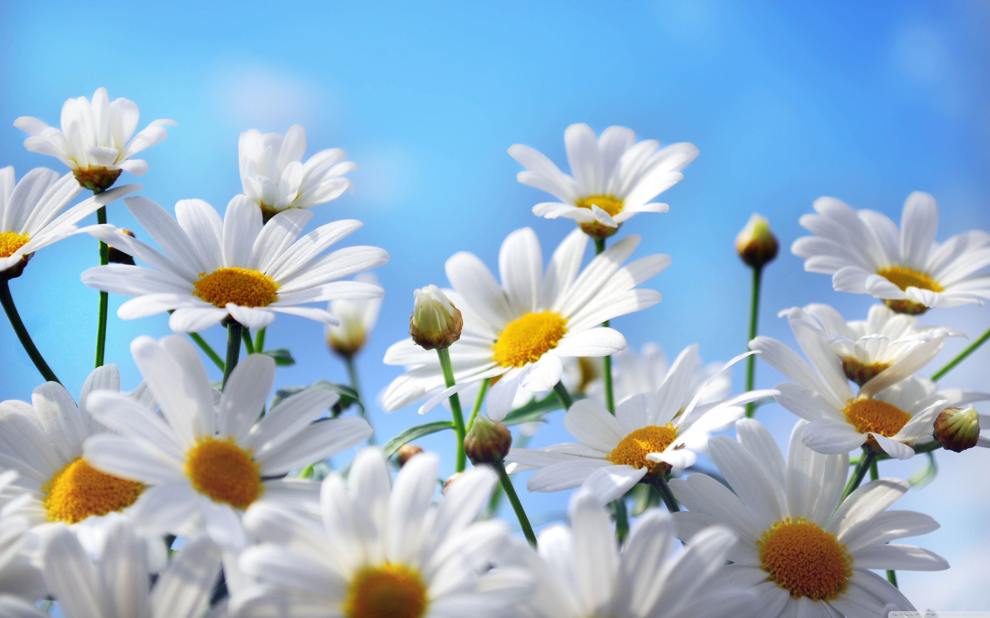 Daisies Wallpapers