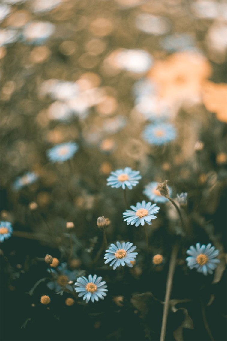 Daisies Wallpapers