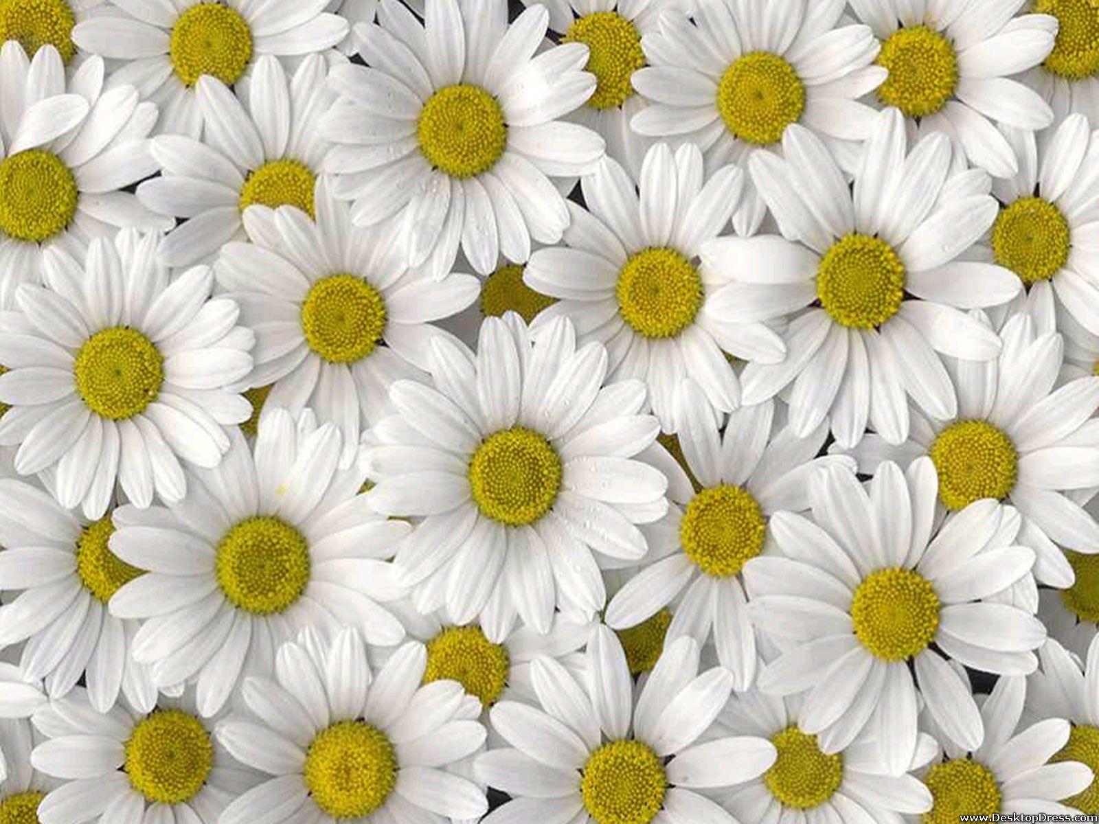 Daisies Wallpapers