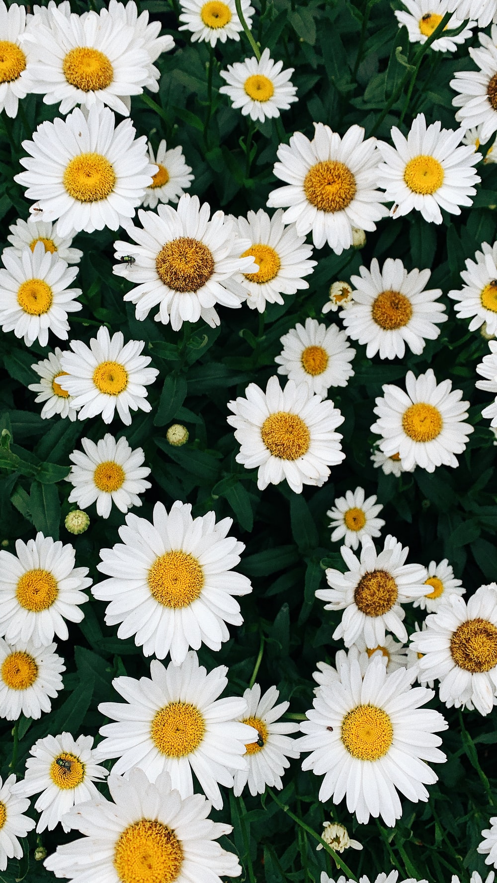 Daisies Wallpapers